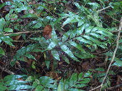 Asplenium gemmiferum