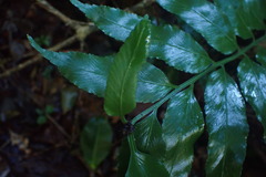 Asplenium gemmiferum