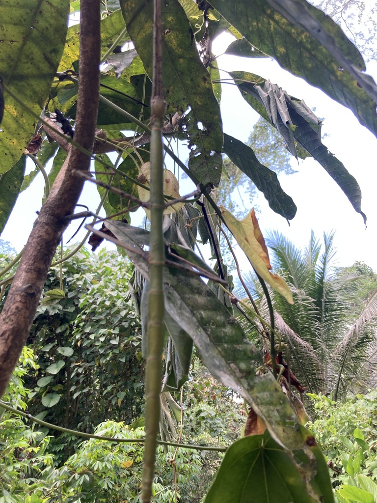 Nesiophasma sananaense