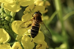 Helophilus eristaloidea