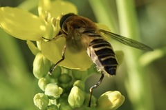 Helophilus eristaloidea
