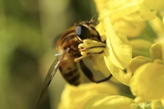 Helophilus eristaloidea