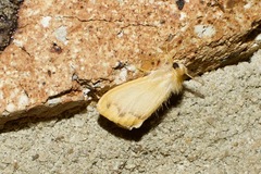Euproctis lutea