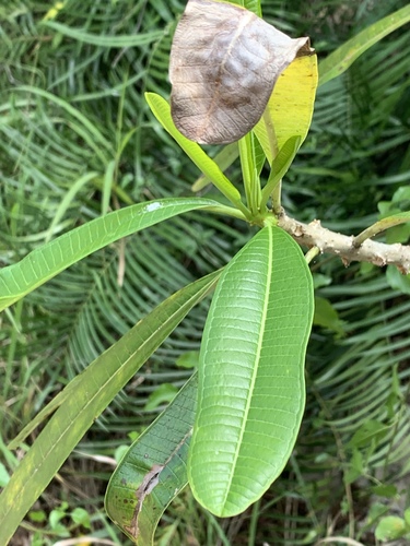 Plumeria tuberculata, photograph 2