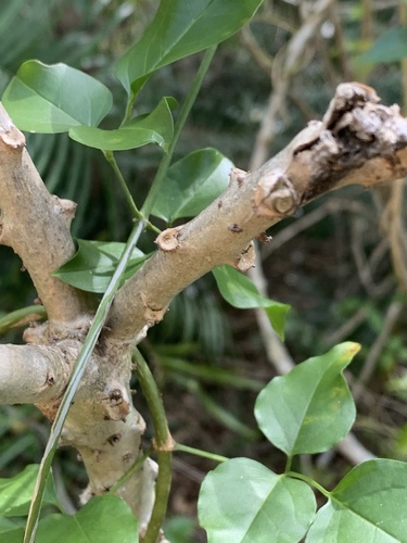 Plumeria tuberculata, photograph 3