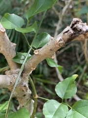 Plumeria tuberculata, photograph (c) SiphonophoreSlinger, some rights reserved (CC BY)