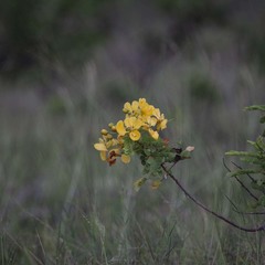 Senna auriculata