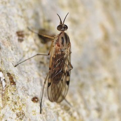 Sylvicola fenestralis
