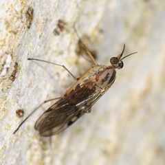 Sylvicola fenestralis