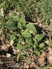 Acanthospermum hispidum