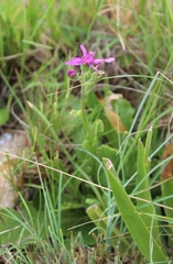 Senecio speciosus