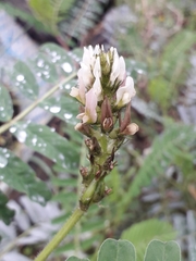 Astragalus boeticus