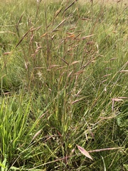 Monocymbium ceresiiforme