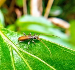 Ceresium zeylanicum
