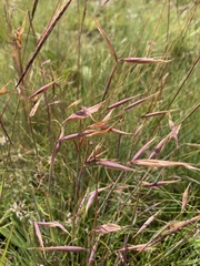 Monocymbium ceresiiforme