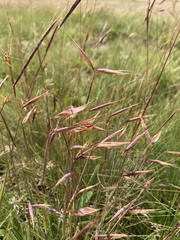 Monocymbium ceresiiforme