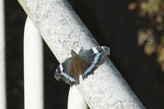 Kaniska canace nojaponicum