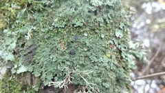 Physconia distorta subvenusta