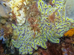 Botrylloides leachii