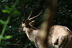 Axis axis ceylonensis