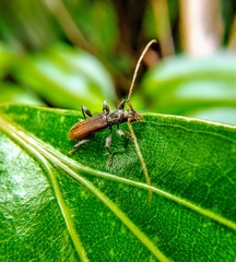 Ceresium zeylanicum