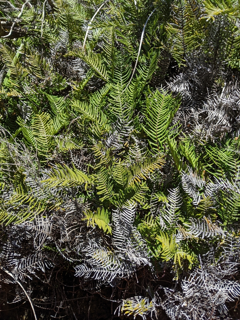 Gleichenia abscida
