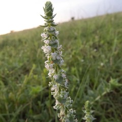 Platostoma menthoides