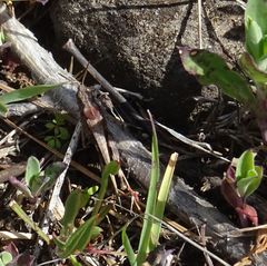 Aiolopus thalassinus