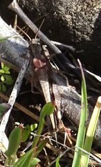 Aiolopus thalassinus