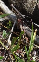 Aiolopus thalassinus