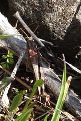 Aiolopus thalassinus