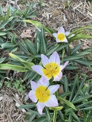 Tulipa saxatilis