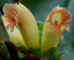 Costus varzearum