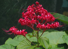 Clerodendrum intermedium