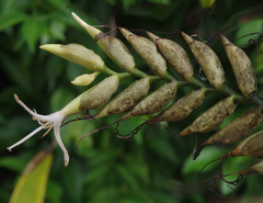 Alcantarea geniculata
