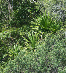 Dracaena transvaalensis