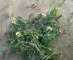 Arctotheca calendula