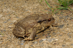 Bufo