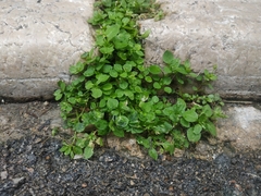 Stellaria media