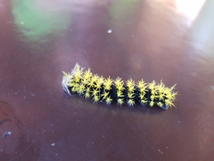 Leucanella viridescens
