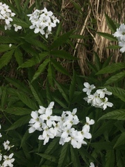 Cardamine heptaphylla