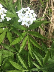 Cardamine heptaphylla