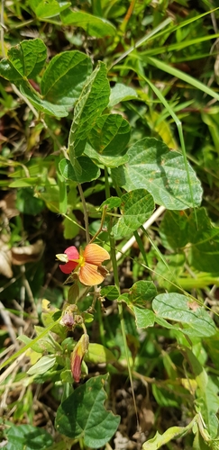 Image of Rhynchosia monophylla by (c) Suvarna Parbhoo Mohan, some rights reserved (CC BY-SA)