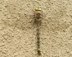 Pinheyschna subpupillata