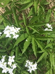 Cardamine heptaphylla