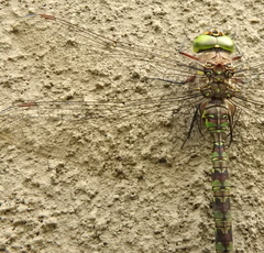 Pinheyschna subpupillata