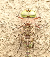 Pinheyschna subpupillata