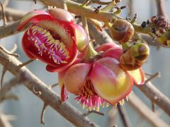 Couroupita guianensis