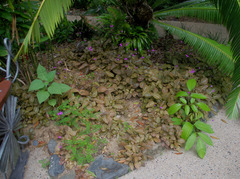 Pseuderanthemum alatum