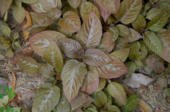 Pseuderanthemum alatum